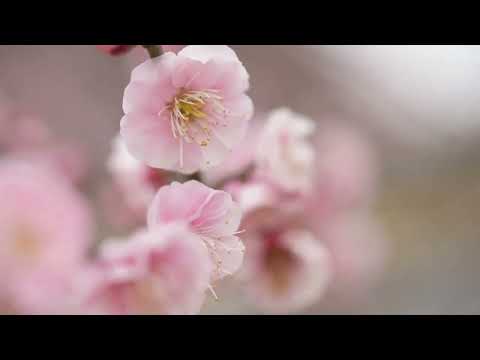 Regardez 春の訪れを感じる和風BGM【癒しBGM, 作業用BGM】茶道・お茶の時間・自律神経・免疫力・ストレス解消・疲労解消・更年期障害・認知症予防・リラックス・瞑想・メディテーション sur YouTube