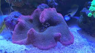 Carpet Anemone and bubble tip Anemone care