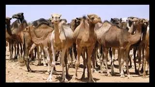 Mnat Aichata منات عيشاتة 20