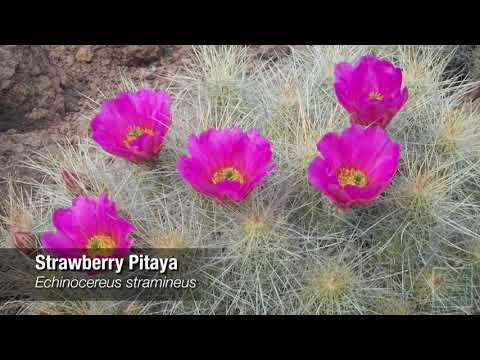 Video: Big Bend Yucca Info: Opi yucca Rostrata -kasvien kasvattamisesta