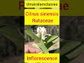 Citrus sinensis #botany#inflorescence #flowers