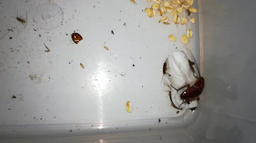 Jaký zápach švábi nesnášejí?