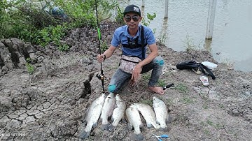 Câu cá chẽm 39# Lure Cá Chẽm bạo lực với địa hình cộc bê tông dày đặc cực khó - phần 2