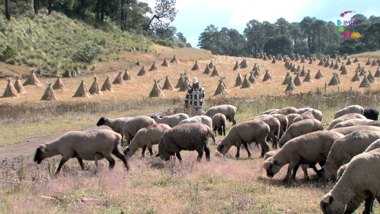 México Biodiverso - Bosque de Coníferas - thptnganamst.edu.vn