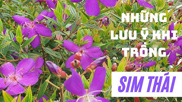 Những lưu ý khi trồng hoa sim thái @dautay-giongcayanqua7376