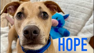 Hope is the perfect gentle little lady!