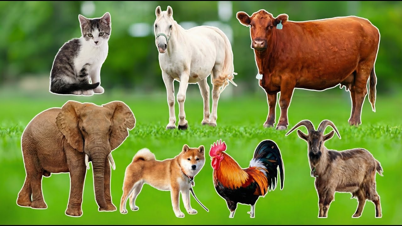 Cute Animal Collection: Cat, Puppy, Rabbit, Pig, Cow, Horse, Elephant, Tiger, Turtle – Animal Video