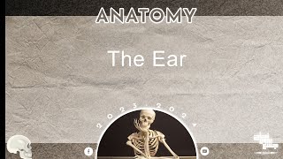 L4 part1, The Ear and auditory pathways, Anatomy