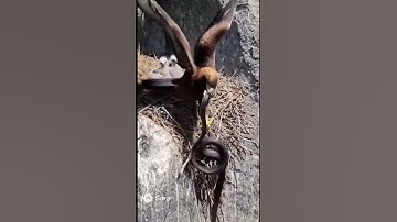 Eagle’s Fury!!! #short #shorts #shortvideo #fury #snake #eagle #wildlife #nature #fight #animals