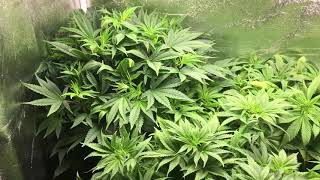 what the hell was i thinking week4 veg