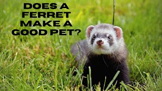 Does a ferret make a good pet?