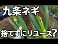 【九条ネギ】トウ立ちした株を捨てないで!これで今年も収穫できます! 生殖成長から栄養成長へ戻して、無限ループ栽培が可能になります