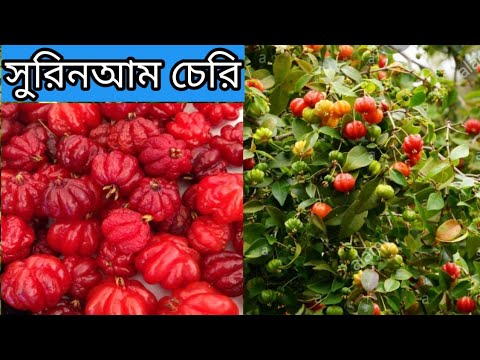 ভিডিও: অনুভূত চেরি: চাষের বৈশিষ্ট্য