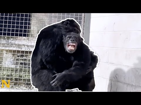 Chimpanzee sees the sky for the first time