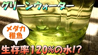 初心者でも失敗しないグリーンウォーターの作り方【メダカの繁殖と稚魚（針仔）の育成に最適な水】