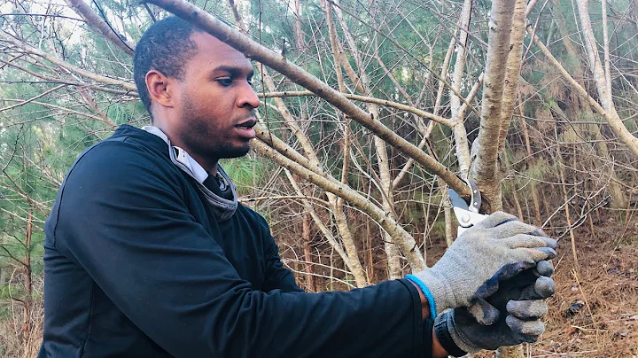 How to PRUNE mature, neglected peach trees | Country Living