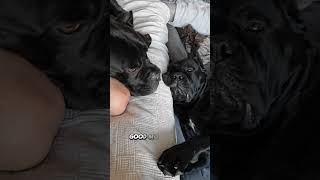 My Cane Corso morning  #canecorso #dog #shorts