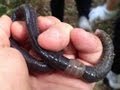 🐝 Giant Japanese Earthworm - Real Japan Monsters