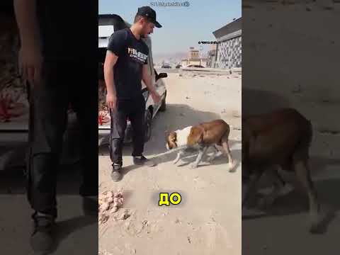 Одна из собак сделала неожиданное #shorts #добро