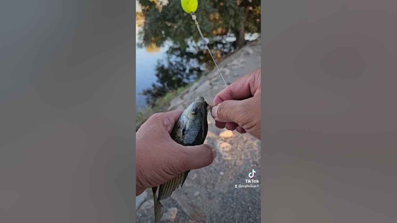 multispecies fishing .bluegill fishing sunfish fishing.catfish fishing