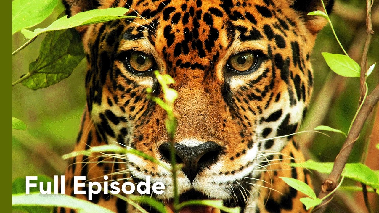 The World’s Most Deadly Predators Revealed | Wild Hunters 101+102 - YouTube