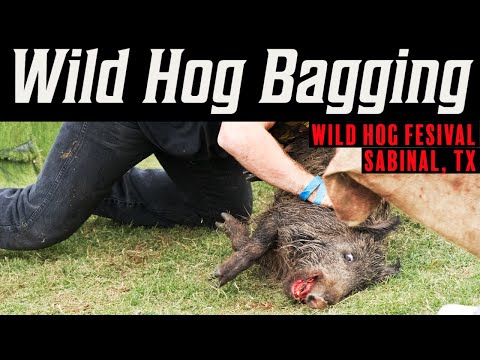 Sabinal Wild Hog Festival Exposed