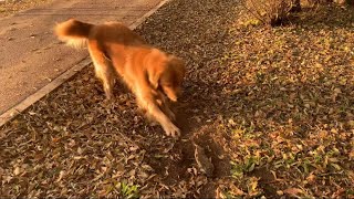 Golden Retriever Burial Fish 金毛犬葬鱼