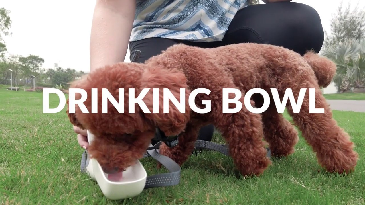 Indiegogo GoGoLeash, AllinOne Dog Smart Leash and Collar System