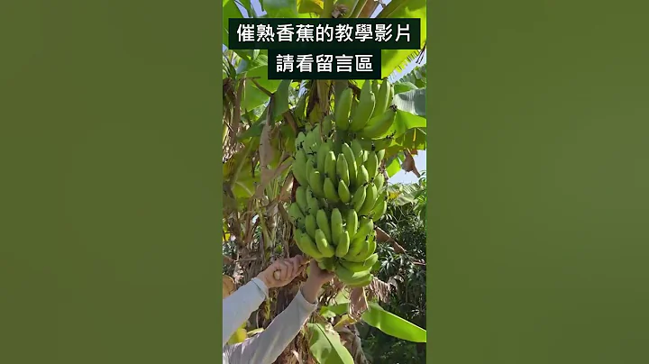 香蕉自然熟成的方法 - 天天要闻