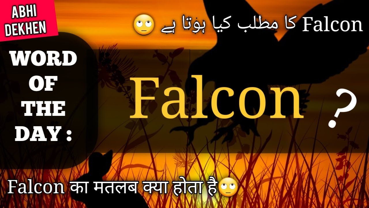 Falcon Meaning In HINDI URDU Falcon Pronunciation Falcon Sentence falcon-meaning-in-hindi-urdu-falcon-pronunciation-falcon-sentence