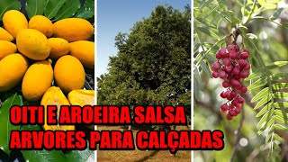 Árvores ótimas Para Plantar em Calçadas Para Arborização Urbana