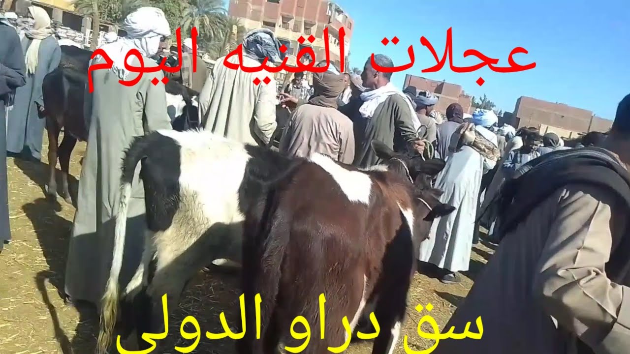 اسعارعجلات القنيه داخل سوق دراو ٢٥ فبراير ٢٠٢٦