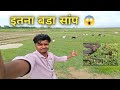 इतना बड़ा 😱सांप पहली बारदेखा ||itna bada snake pahli bar dekha