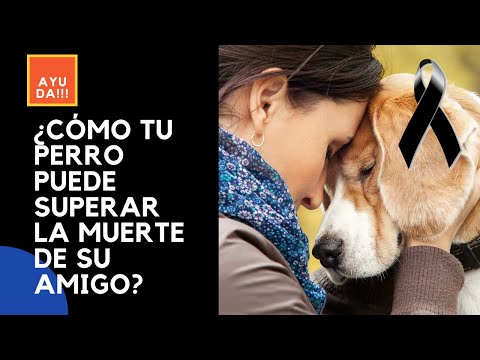 Video: Ayudar A Su Perro A Comprender La Pérdida De Su Compañero Canino