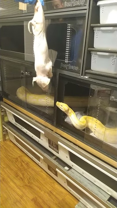 Burmese python eating a pig - YouTube