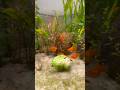 Fish food natural broccoli Aquarium planted fish tank beginner #planetaquarium #fishaquarium