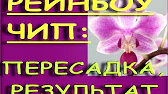 Орхидеи,узамба́рские фиалки,Самара🌺