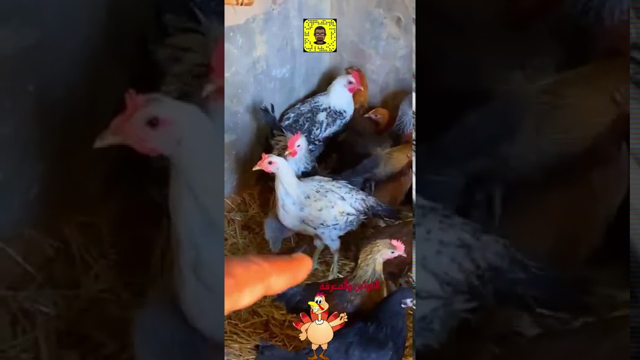 يومياتي في المزرعة/نقلنا بعض صوص الدجاج الى المكان الجديد/وبعض الأعمال الأخرى عند الدجاج