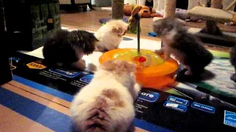 Watch the video about Purrfectkeeperz persian kittens playing 12-24-2010