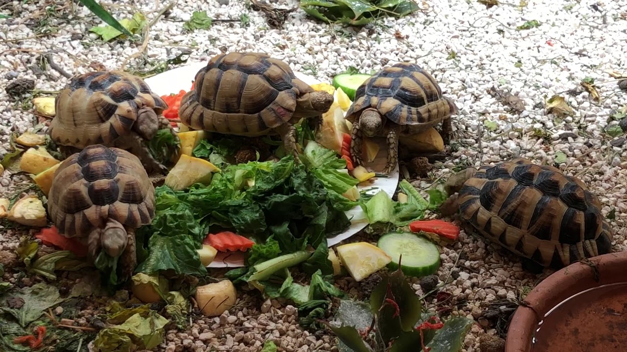 chameleon lyrics Egyptian tortoises eating some veggies here at CBReptile.com