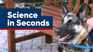 A Veterans Best Friend | Science In Seconds by Florida Atlantic University 109 views 2 months ago 1 minute, 4 seconds