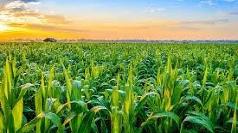 How to conduct the ANOVA statistical test using Microsoft Excel (EE, IA)