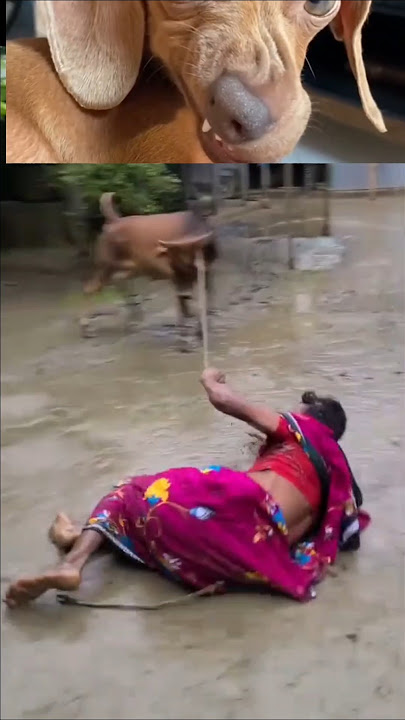 Funny Video