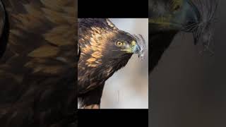 Golden Eagle scavenging a winter carcass. #birds #nature #wildlife #goldeneagle #eagles