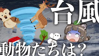 【ゆっくり解説】台風や大雨のとき生き物はどうしてる