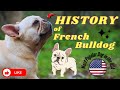 A Brief History of French Bulldog - From Bull-Baiting to Beloved Companion | The Fame Files