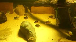 Cuve 4000 Litres,Introduction Creni