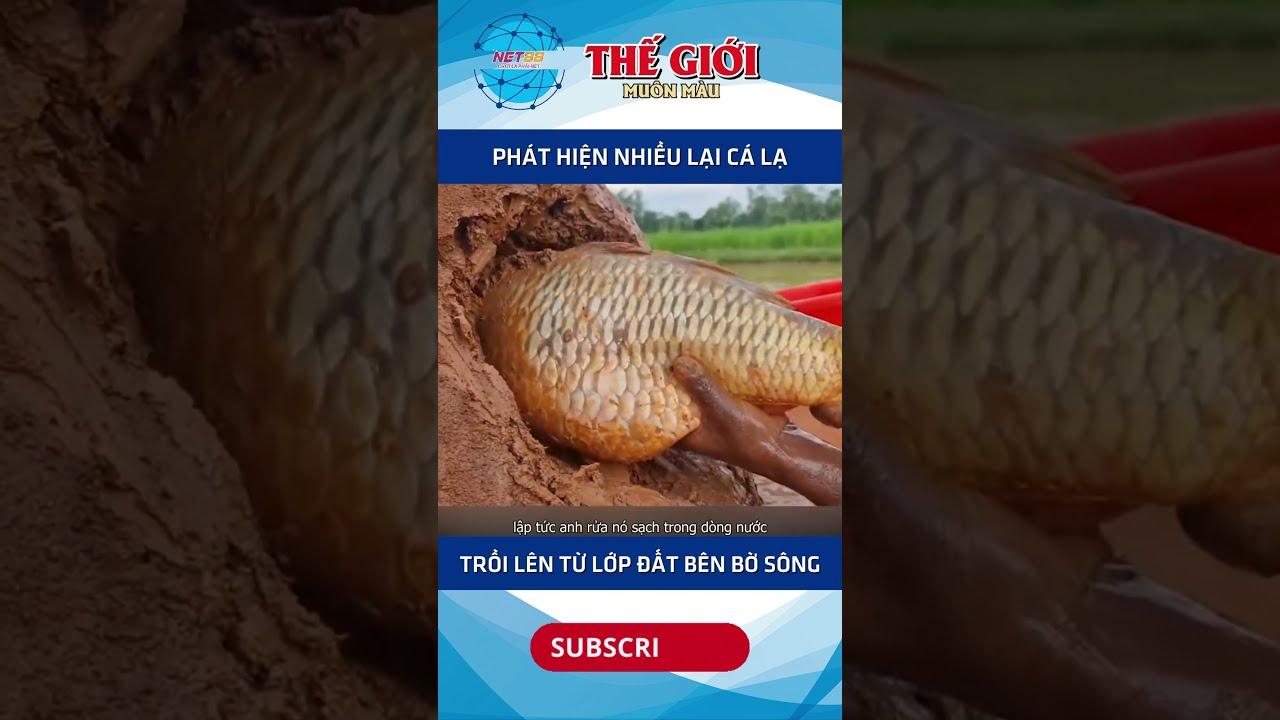 Phát hiện nhiều loại cá lạ trồi lên từ lớp đất bên bờ sông