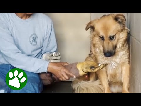Terrified dog had never felt the touch of a kind hand ❤️