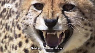 Athletes v\/s Animals AV for Animal Planet Olympics 2016 voice-over by Shali Pinto